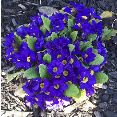 Primula polyantha 'Supernova Blue'