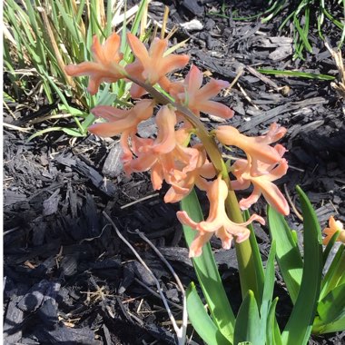 Hyacinthus orientalis 'Gipsy Queen'