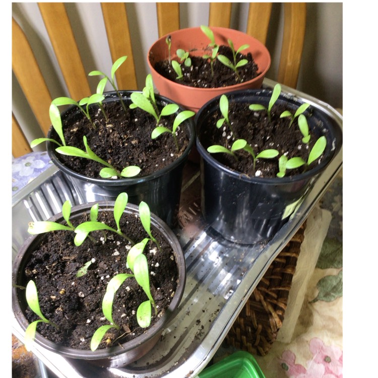 Plant image Calendula officinalis 'Neon'