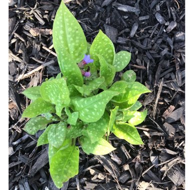 Pulmonaria