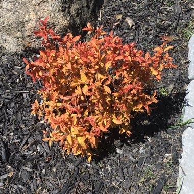 Spiraea japonica 'Firelight'