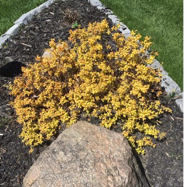 Spiraea japonica 'Goldmound'