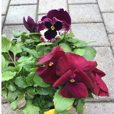 Viola x wittrockiana 'Raspberry Sundae'