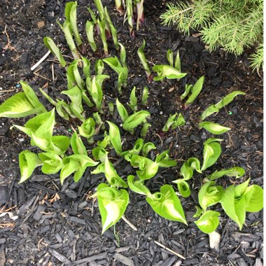 Hosta 'Night Before Christmas'