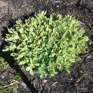 Sedum ‘Autumn Charm'