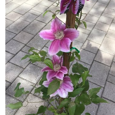 Clematis (Pruning Group 2)