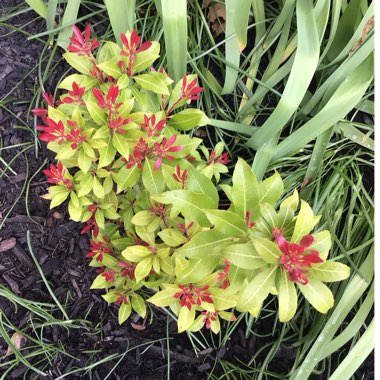 Pieris japonica 'Mountain Fire'