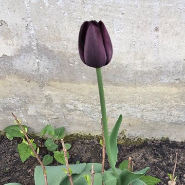 Tulipa 'Queen of Night'