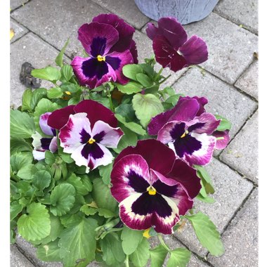 Viola x wittrockiana 'Raspberry Sundae'