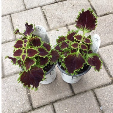 Solenostemon scutellarioides  syn. Plectranthus scutellarioides, Coleus scutellarioides, Coleus blumei