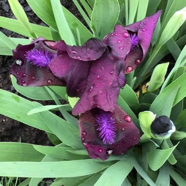 Iris x germanica 'Cherry Garden'