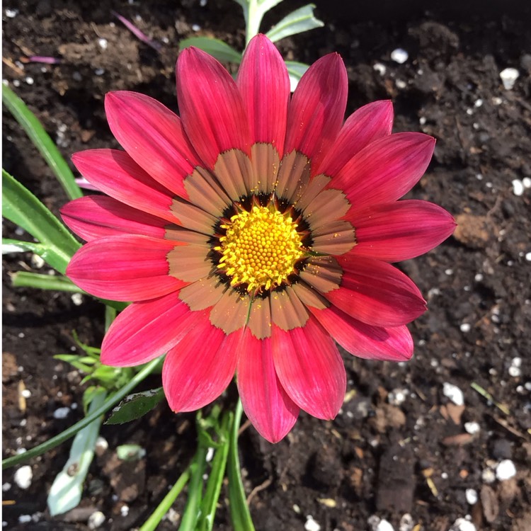 Plant image Gazania 'Kiss Mix'