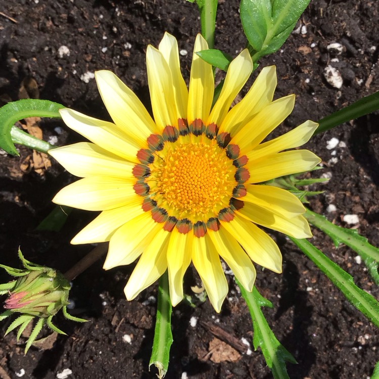 Plant image Gazania 'Kiss Mix'