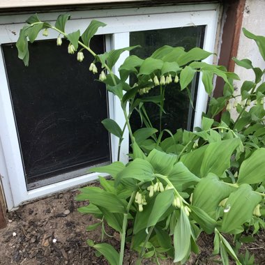 Polygonatum multiflorum