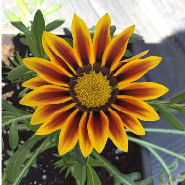 Gazania rigens Big Kiss 'Yellow Flame'