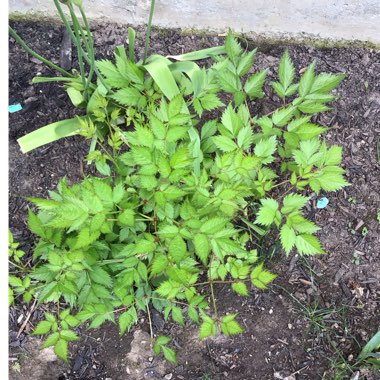 Astilbe chinensis 'Visions'