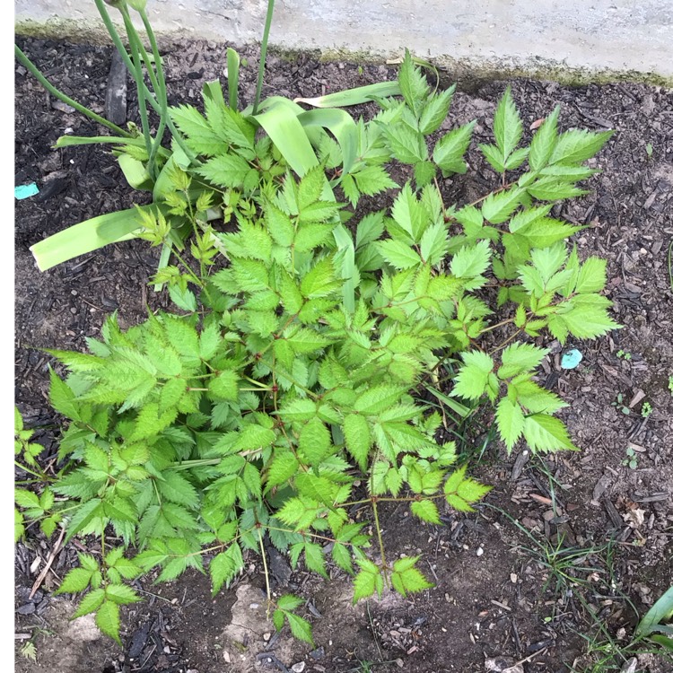 Plant image Astilbe chinensis 'Visions'