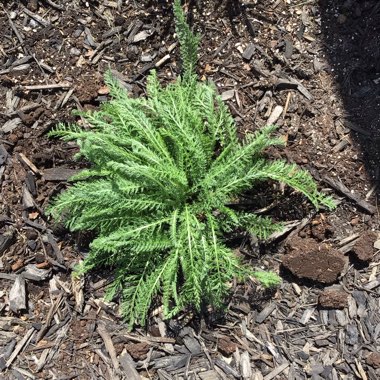 Achillea