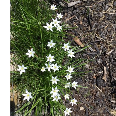 Ornithogalum umbellatum