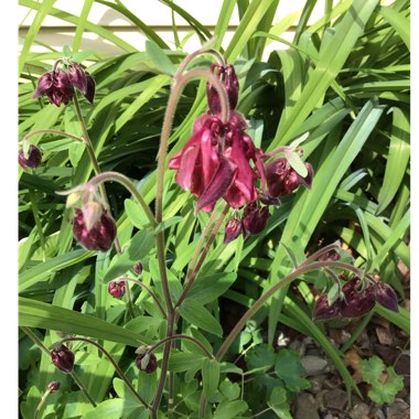 Aquilegia