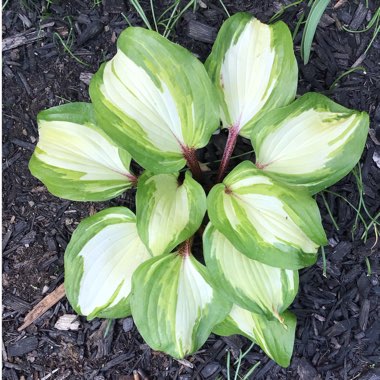 Hosta 'Raspberry Sundae'