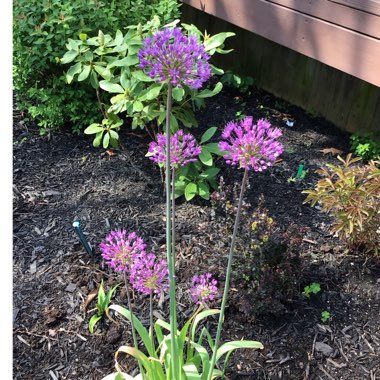 Allium hollandicum 'Purple Sensation' syn. Allium 'Purple Sensation', Allium aflatunense 'Purple Sensation'