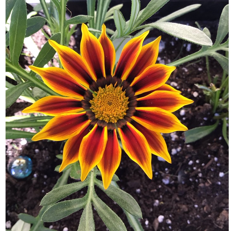 Plant image Gazania 'Frosty Kiss'