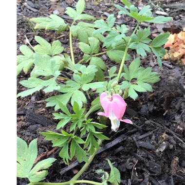 Dicentra Formosa