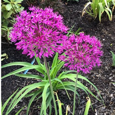 Allium hollandicum 'Purple Sensation' syn. Allium 'Purple Sensation', Allium aflatunense 'Purple Sensation'