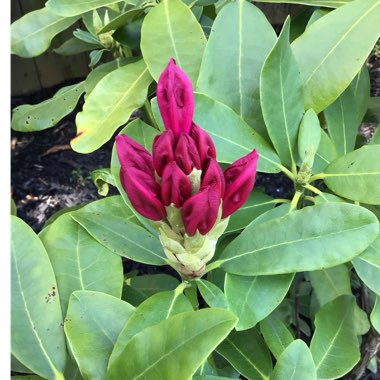 Rhododendron 'Nova Zembla'