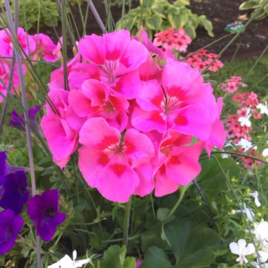 Pelargonium x hortorum