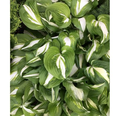 Hosta 'Night Before Christmas'