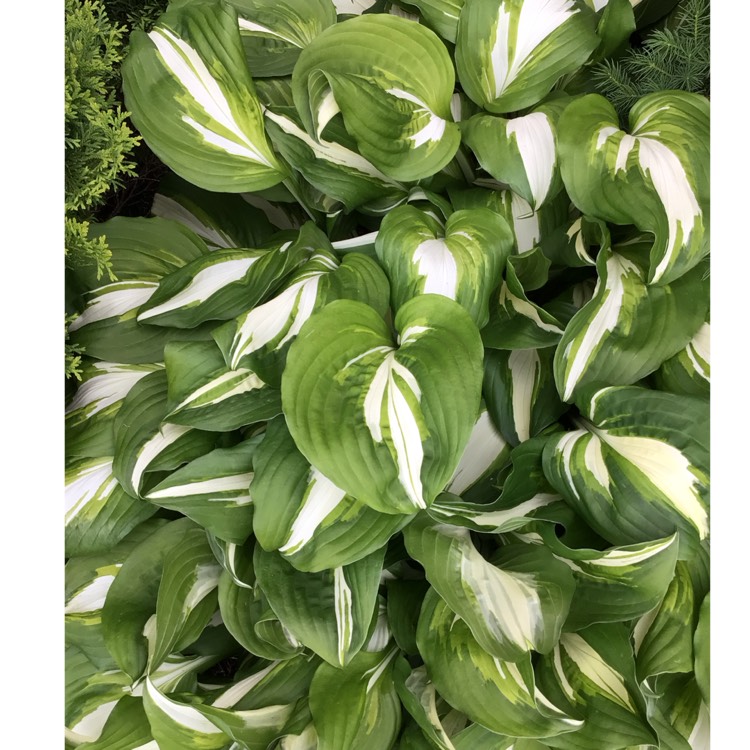 Plant image Hosta 'Night Before Christmas'