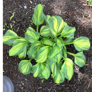 Hosta 'Rainbow's End'