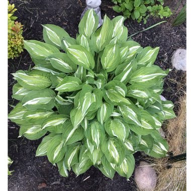 Hosta 'Snake Eyes'