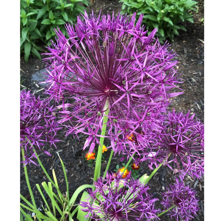 Plant image Allium Christophii