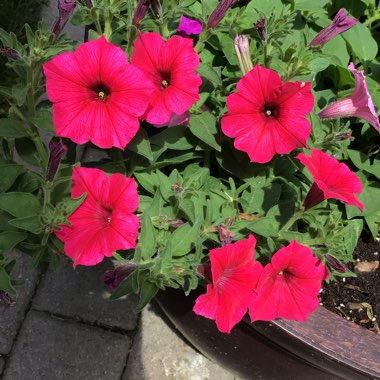 Petunia 'Bbtun98901' (Supertunia Series) syn. Petunia 'Supertunia Vista Paradise'