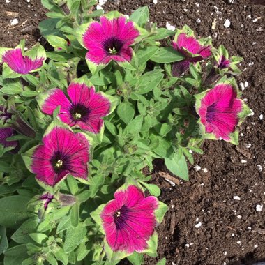 Petunia 'Dcaspitaya' (Supertunia Series) syn. Petunia 'Supertunia Picasso In Purple'