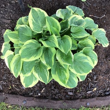 Hosta 'Frances Williams' syn. Hosta 'Eldorado', Hosta 'Yellow Edge'