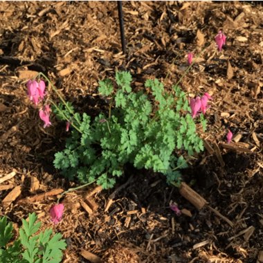 Dicentra formosa 'King of Hearts'