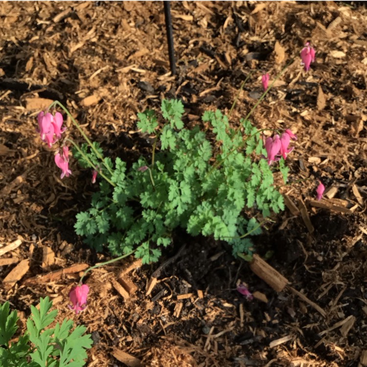 Plant image Dicentra formosa 'King of Hearts'