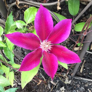 Clematis (Pruning Group 2)