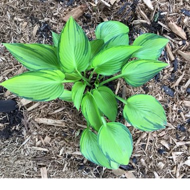 Hosta (Tardiana Group) 'June Fever'