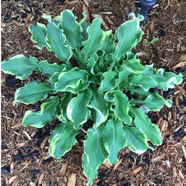 Hosta 'Wheee!' (Shadowland Series)