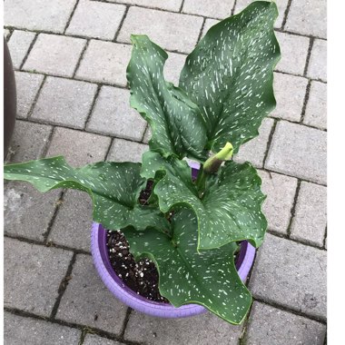 Zantedeschia 'Memories'