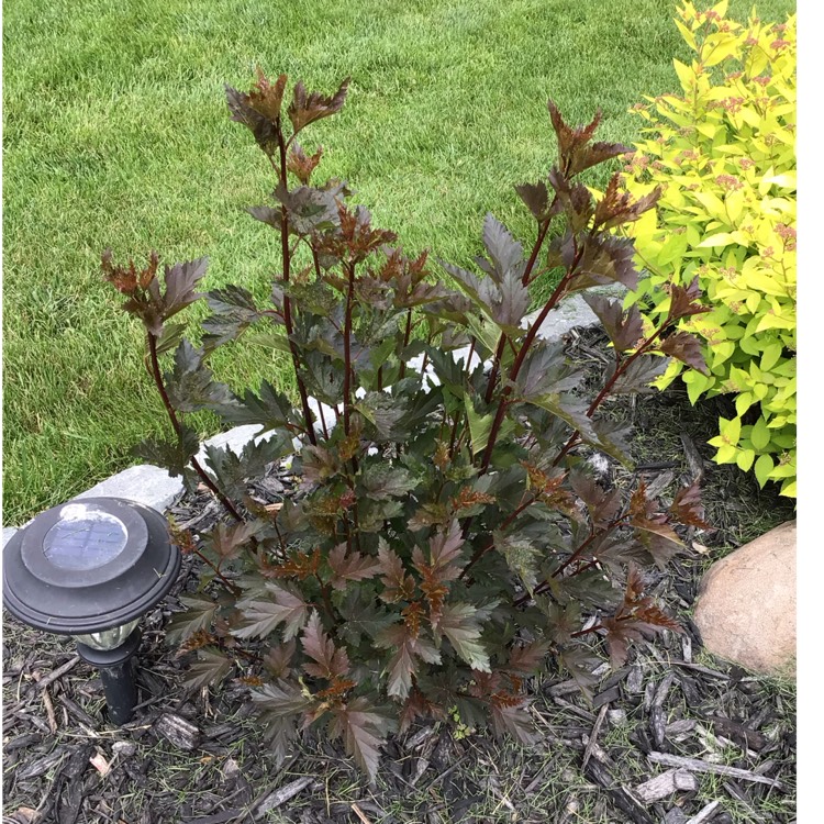 Plant image Physocarpus opulifolius 'Seward' syn. Physocarpus opulifolius 'Summer Wine'