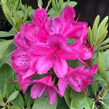 Rhododendron 'Nova Zembla'