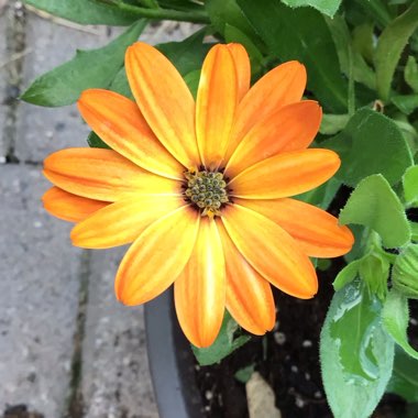 Osteospermum 'African Sunset' (Mix)