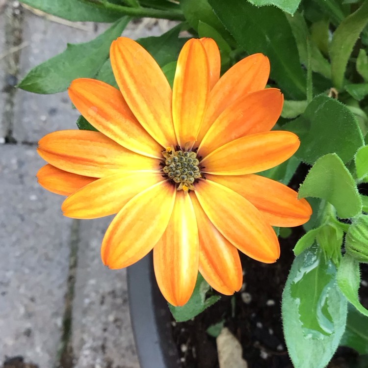 Plant image Osteospermum 'African Sunset' (Mix)