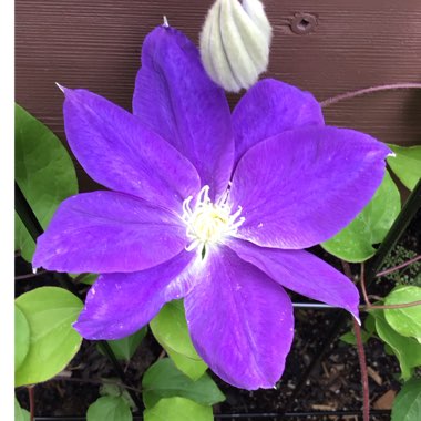 Clematis (Pruning Group 2)